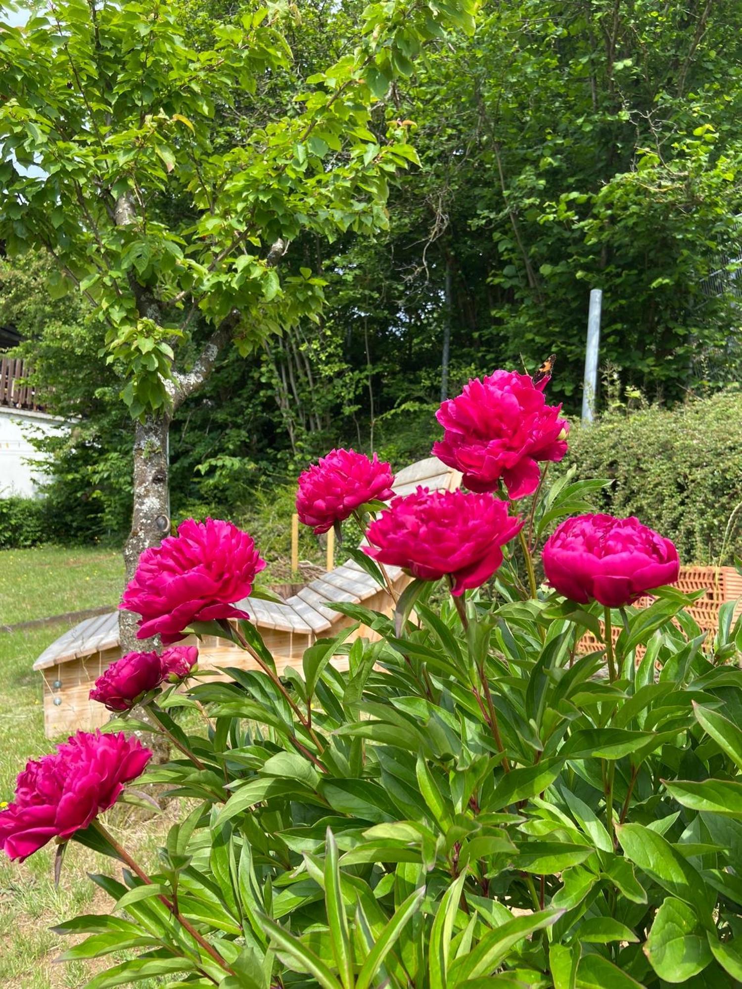 Apartmenthaus Ruhezeit Bad Endbach エクステリア 写真